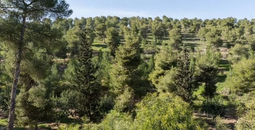 Les forêts marocaines représentent 17 milliards de dirhams de valeur par an