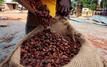 Cacao en Côte d’Ivoire : les producteurs lancent une grève illimitée