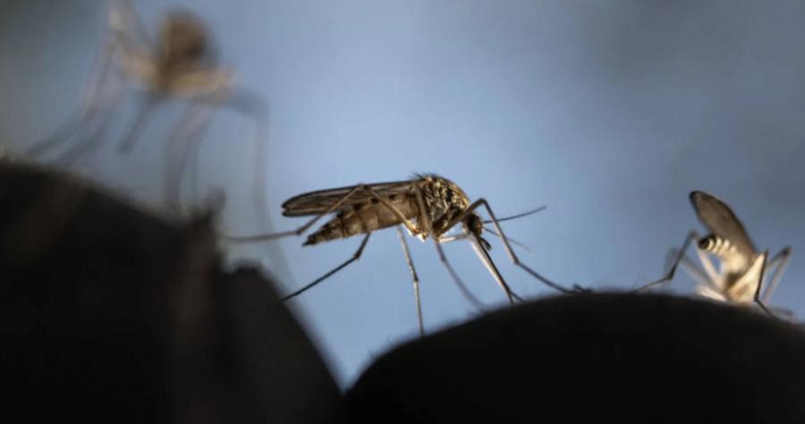 Niederlande meldet Anstieg der Fälle und Todesfälle durch das West-Nil-Virus