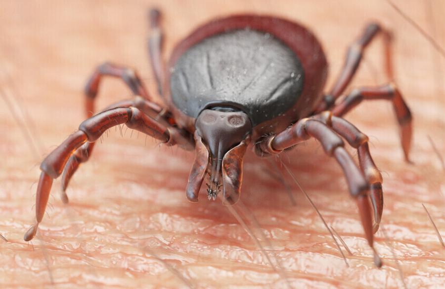 New tick-borne virus identified in China causes flu-like symptoms