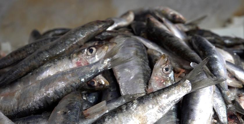 Afrique du Sud : une mortalité massive de sardines ravive les inquiétudes écologiques