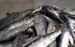 Afrique du Sud : une mortalité massive de sardines ravive les inquiétudes écologiques