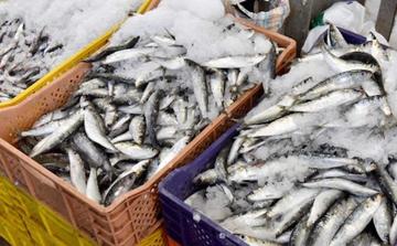 Virus PHV : la sardine pêchée au Maroc ne présente pas de risque sanitaire