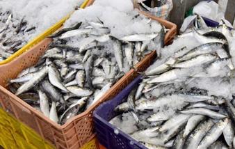 Virus PHV : la sardine pêchée au Maroc ne présente pas de risque sanitaire