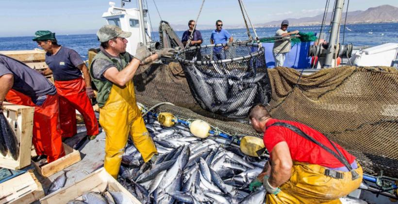Il virus dell'herpes delle sardine in Sudafrica solleva preoccupazioni per la pesca in Marocco