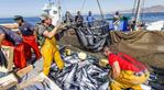 Il virus dell'herpes delle sardine in Sudafrica solleva preoccupazioni per la pesca in Marocco