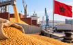 Maroc : les importations de maïs argentin bondissent de 133 % en 2026
