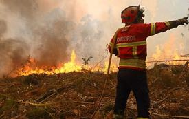 Portugal urges EU to fund shepherds behind ‘firefighting goats’ strategy