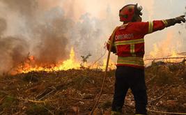 Portugal pede à UE que financie pastores por trás da estratégia de 'cabras bombeiras'