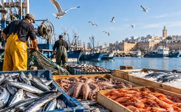 Pêche côtière et artisanale : les débarquements atteignent 7,44 milliards de dirhams à fin août 2026