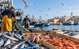 Pêche côtière et artisanale : les débarquements atteignent 7,44 milliards de dirhams à fin août 2026