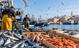 Pêche côtière et artisanale : les débarquements atteignent 7,44 milliards de dirhams à fin août 2026