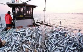 Pêche maritime : les débarquements de sardines bondissent de 66% à fin août 2026