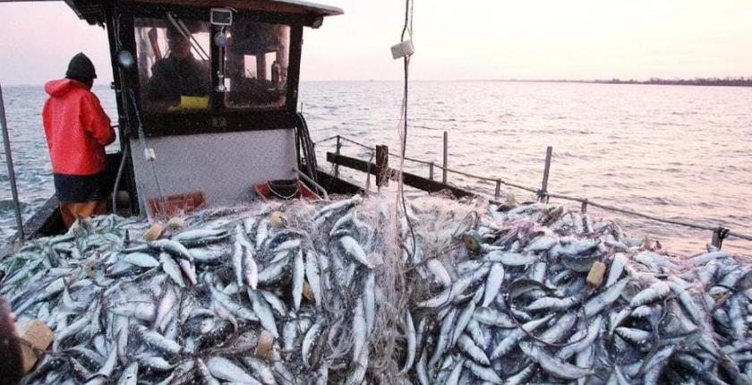 Pêche maritime : les débarquements de sardines bondissent de 66% à fin août 2026