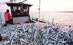Pêche maritime : les débarquements de sardines bondissent de 66% à fin août 2026
