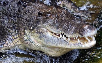Exportations : le Zimbabwe veut renforcer sa filière de cuir de crocodile