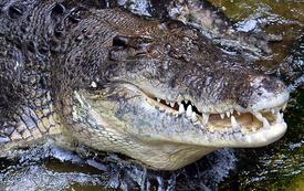 Exportations : le Zimbabwe veut renforcer sa filière de cuir de crocodile