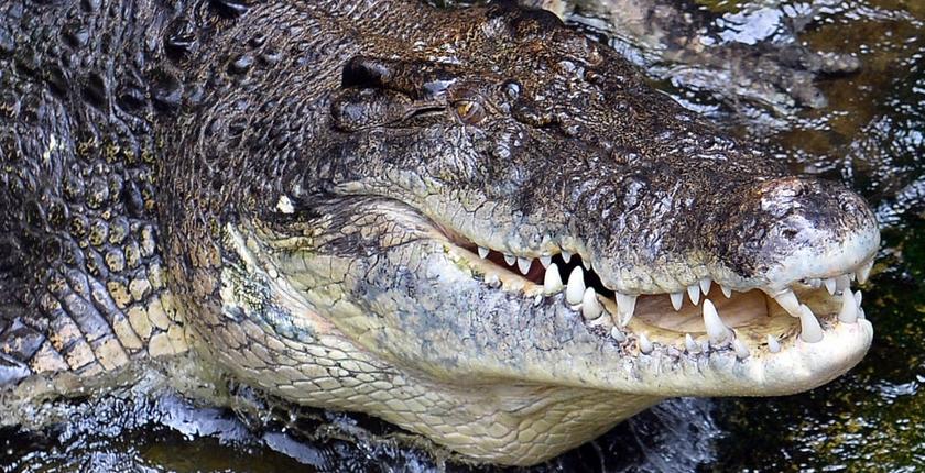 Exportations : le Zimbabwe veut renforcer sa filière de cuir de crocodile