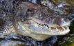 Exportations : le Zimbabwe veut renforcer sa filière de cuir de crocodile