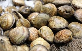 Agadir : la récolte et la commercialisation des coquillages interdites à Imi Ouaddar