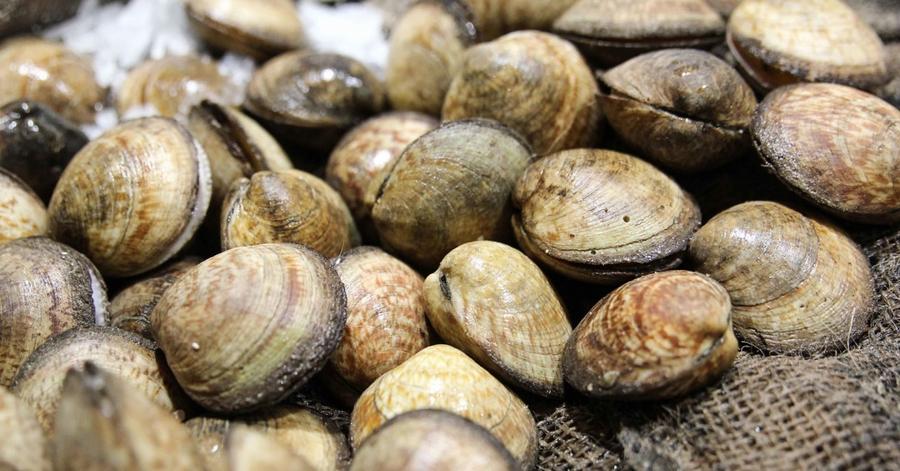 Agadir : la récolte et la commercialisation des coquillages interdites à Imi Ouaddar