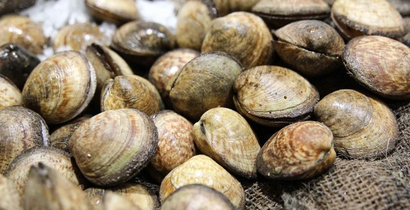 Tiznit : la récolte et la commercialisation des coquillages interdites à Sidi Boulfdail