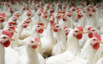 Chicken prices surge again in Morocco after months of decline