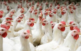 Chicken prices surge again in Morocco after months of decline