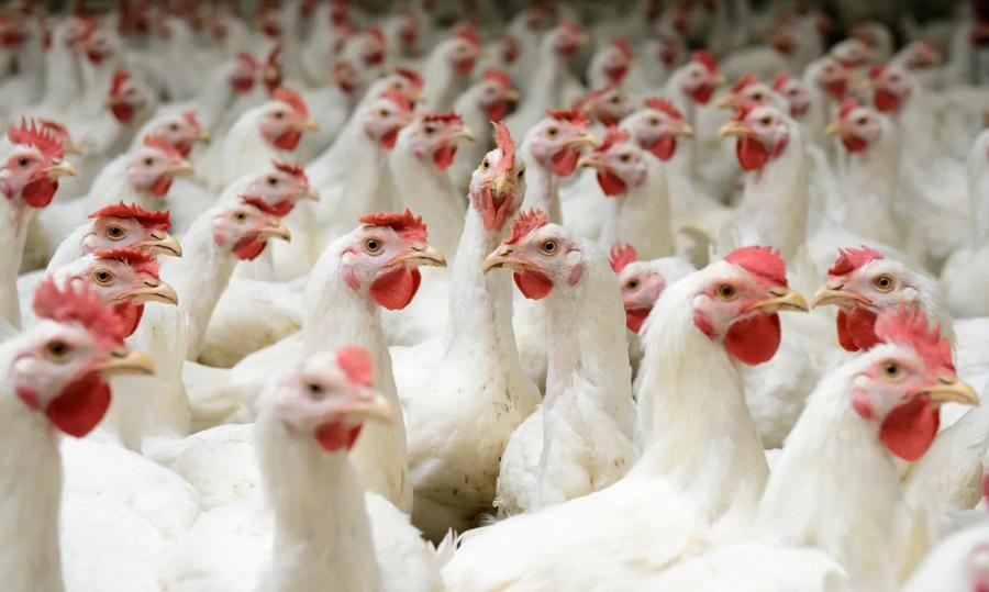 Chicken prices surge again in Morocco after months of decline
