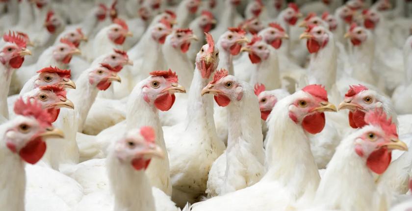 Chicken prices surge again in Morocco after months of decline