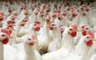Chicken prices surge again in Morocco after months of decline