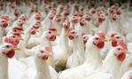 Chicken prices surge again in Morocco after months of decline
