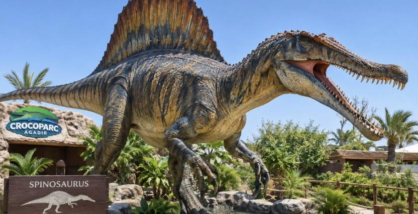 Dinosaures : le Spinosaurus du plateau de Kem Kem s’expose à Crocoparc Agadir