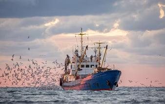 Port de Mehdia : les débarquements de la pêche côtière et artisanale reculent de 35 % à fin août