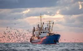 Pêche à Tanger : les débarquements doublent à fin août 2026