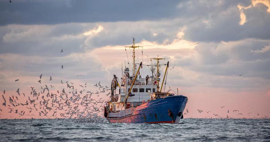 Pêche à Tanger : les débarquements doublent à fin août 2026