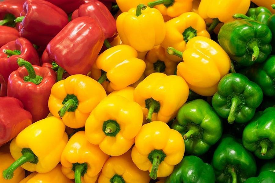 Poivrons marocains : les exportations vers le Royaume-Uni bondissent de 60%