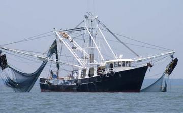 Tarfaya : les débarquements de la pêche bondissent de 44% à fin août 2026