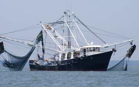 Tarfaya : les débarquements de la pêche bondissent de 44% à fin août 2026