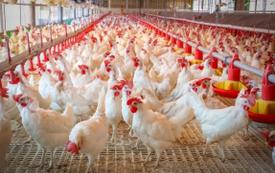 Prix du poulet au Maroc : la baisse pourrait attendre la fin octobre