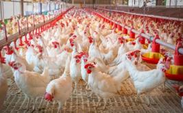 Prix du poulet au Maroc : la baisse pourrait attendre la fin octobre