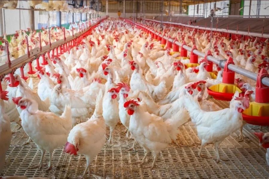 Prix du poulet au Maroc : la baisse pourrait attendre la fin octobre