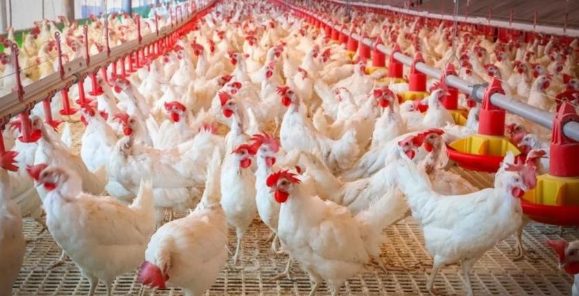 Prix du poulet au Maroc : la baisse pourrait attendre la fin octobre