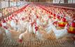 Prix du poulet au Maroc : la baisse pourrait attendre la fin octobre
