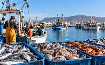 Pêche à Nador : les débarquements reculent de 8% à fin août 2026