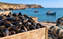 Cap Beddouza : levée de l’interdiction sur les moules après la purification de la zone