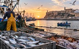 Port de Safi : les débarquements de la pêche chutent de 25% en volume à fin août 2026