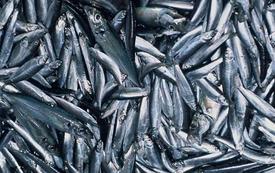 Afrique du Sud : la pêche à la sardine temporairement limitée après une mortalité massive
