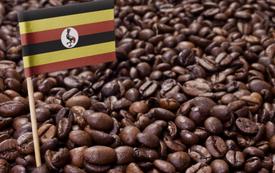 Morocco rises to fourth among Uganda’s leading coffee export markets