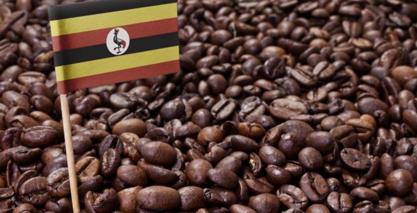Morocco rises to fourth among Uganda’s leading coffee export markets